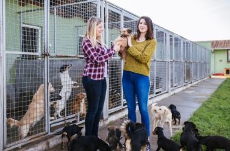 How Much Does It Cost to Adopt a Dog From a Shelter (2022 Price Guide)