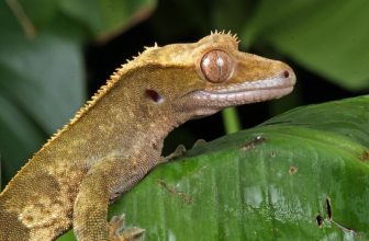 What’s the Ideal Temperature for Crested Geckos? (2022 Guide)