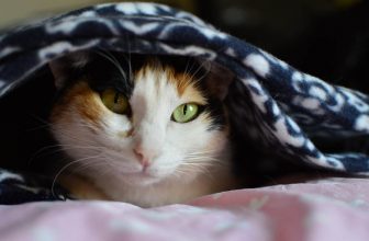 Do Cats Have Eyelashes? Does It Vary By Breed?