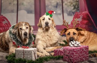 200+ Incredible and Festive Christmas Names for Dogs