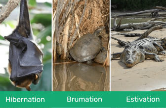 Hibernation vs Brumation vs Estivation: What are the Differences?