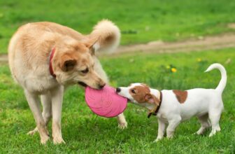 12 Tips To Keep Your Pet Healthy This Year