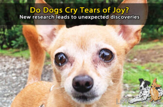 Do Dogs Cry Tears of Emotion? New Research Has Me Stunned