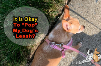 Is It Okay To Pop Your Dog’s Leash? 🐾 Little Dog Tips