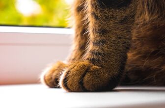 Why Is Your Cat So Staticky? 6 Reasons Why & Tips to Reduce