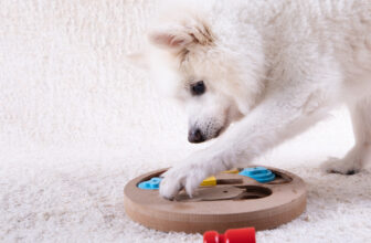 Fun Ways to Exercise Your Dog’s Brain