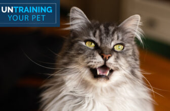 Stop Your Cat Meowing All Night