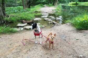 Why Do Some Dogs Spin Before They Poop? 🐾 Little Dog Tips