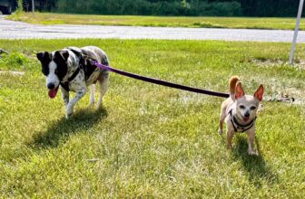 Invisible Fences vs Real Fences – Do They Really Work? 🐾 Little Dog Tips