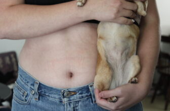 Do Dogs Have A Belly Button? Here’s the Innies and the Outies 🐾 Little Dog Tips
