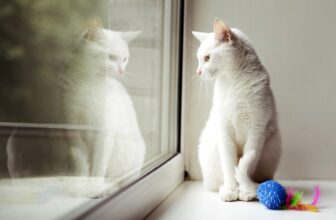 Do Indoor Cats Need to Be Vaccinated?