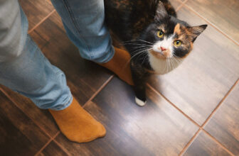 Why Does My Cat Follow Me Everywhere?