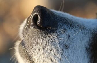Why Is My Dog’s Nose Dry?