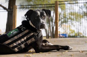 Warriors’ Best Friend: Meet Gregory!