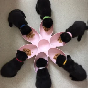 Pet Dog Petal Feeding Bowl Petal Shape 6 In 1...