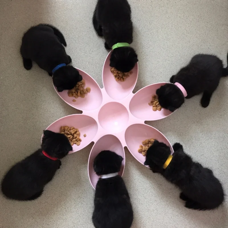 Pet Dog Petal Feeding Bowl Petal Shape 6 In 1 Feeding Container Cat Food And Water Storage Pet Accessories Supplies Dog Feeders