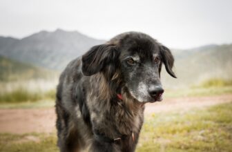Common Behavior Issues with Older Dogs