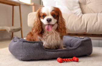 The Best Dog Breeds for First-Time Owners