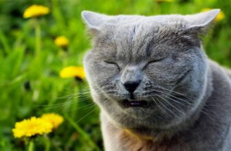 Why Is My Cat Sneezing? Causes & When to See a Vet