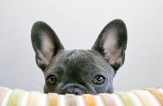 Are Dogs Colorblind? Learning How Dogs See Color