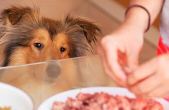 Are Dogs Carnivores or Omnivores?