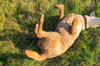 Why Do Dogs Roll in Poop (and Other Strange Things)?