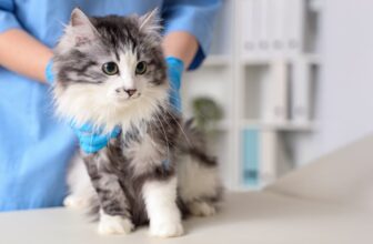 Ringworm in Cats: Symptoms & Treatment Options