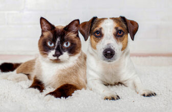 What Are the Most Cat-Friendly Dog Breeds?