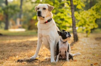 Finding the Friendliest Dog Breeds